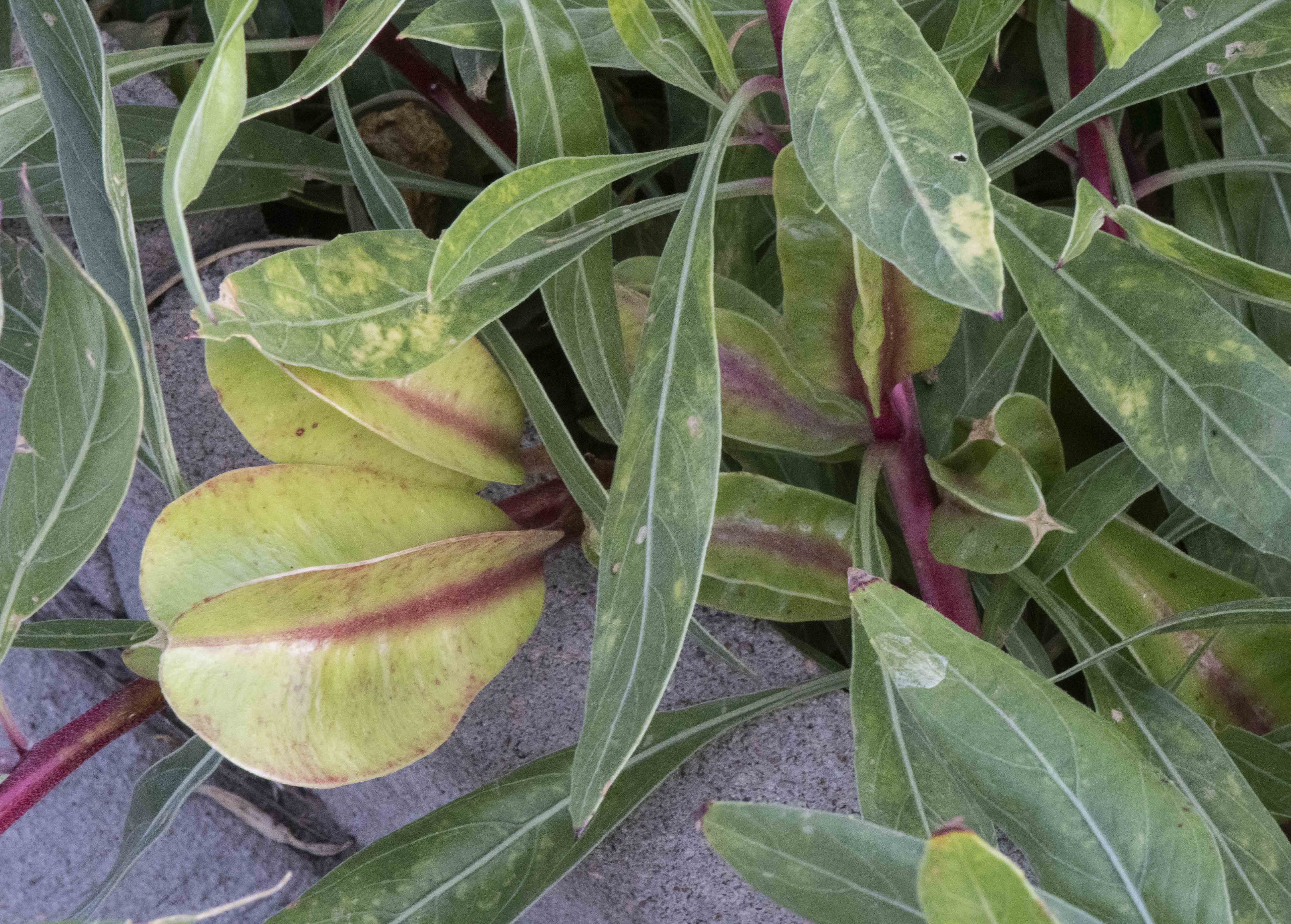 Missouri Evening Primrose